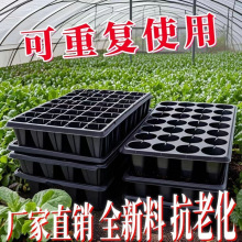 育苗穴盘育苗盘加厚PVC蔬菜多肉芽菜扦插盘辣椒秧苗盘草莓育苗盆