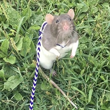 2026�� A6057 TEMU����}���Q���������������m���С�̈́�������