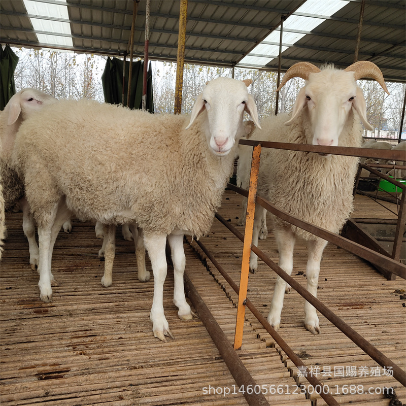 小尾寒羊养殖 肉羊品种 白山羊利润 纯种羊羔价格 包运输