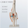Human knee function model skeleton skeleton model teaching medical model off personnel festival model