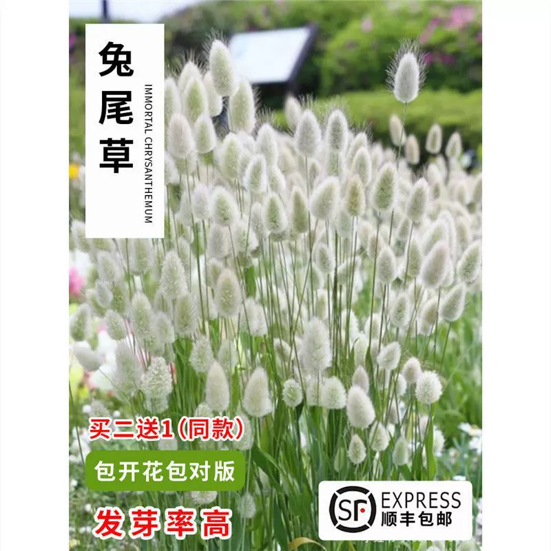 Семена уличной травы лисий хвост, интернет-знаменитость, декоративный тип C