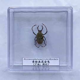 ✅真虫小动物昆虫蝴蝶标本透明盒学生教学拍摄道具甲虫科普展示收