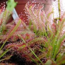 ������é��˲�ω���i�\����òݲ���é��˴���ʳ�xֲ���㻨�Gֲ