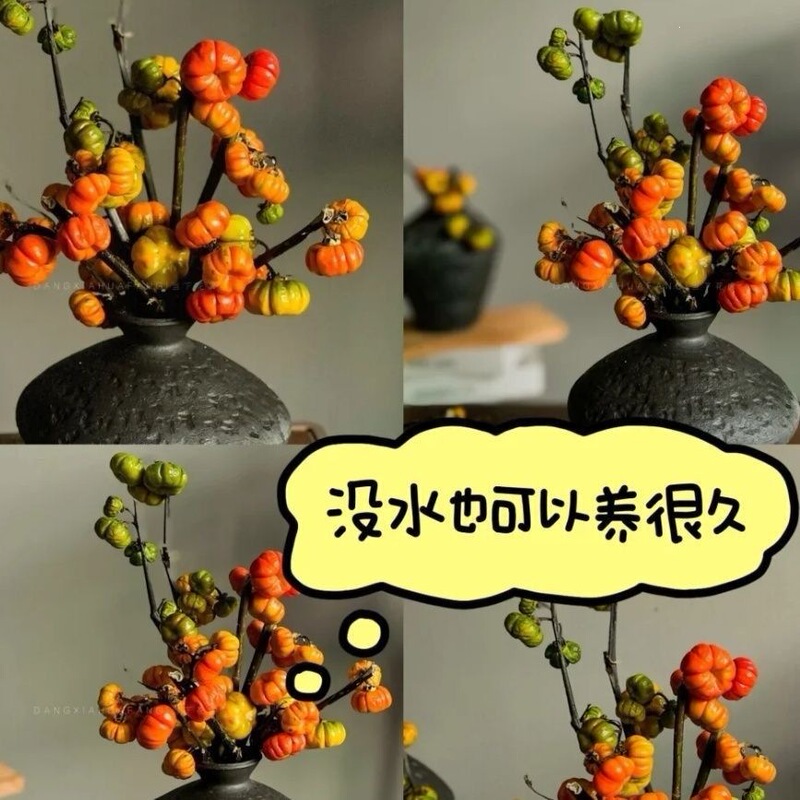 Cute Short-Stemmed Mini Pumpkins with an Autumn Vibe, Direct Delivery from Yunnan Base, Home-Grown Pumpkins, Nothing Is Impossible Cute Short-Stemmed Mini Pumpkins with an Autumn Vibe, Direct Delivery from Yunnan Base, Home-Grown Pumpkins, Nothing Is Impossible