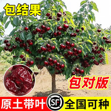 正宗车厘子树苗智利樱桃树苖果树果苗大全南北方种植四川矮化耐寒