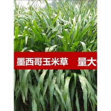 黑麦草子种墨西哥玉米草种籽多年生养殖草牛羊鸡四季播种牧草草籽
