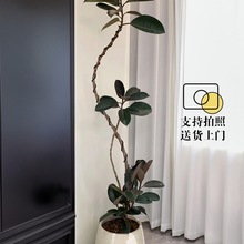造型黑金刚橡皮树高颜值ins网红盆栽客厅大型植物办公室好养绿植