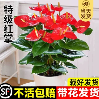红掌盆栽一帆风顺白掌花卉植物室内好养绿植鸿运当头四季开花