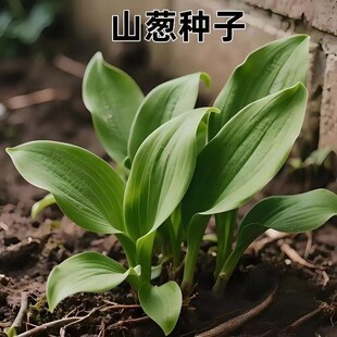 ɽ�[�N������ɽ�[���[���[�N��Ұ�����~¹���¿�ʳ�þGֲ�ͺ���