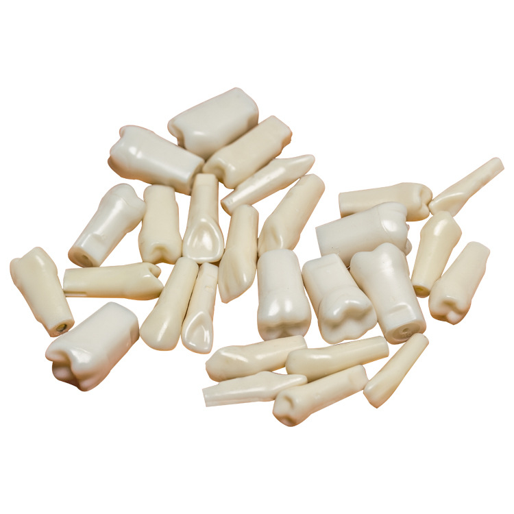 Transfronteriza práctica examen oral preparación del grano del diente molde del diente Diente de grano suelto diente dental modelo de apertura de pulpa diente