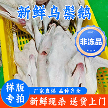���Ø�朽ӡ��V�|���h�����Z���r�F�����D��͏d���Z���Z���Z