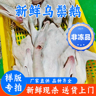 ���Ø�朽ӡ��V�|���h�����Z���r�F�����D��͏d���Z���Z���Z