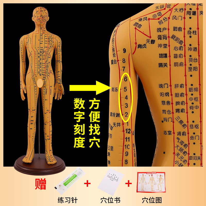 62cm�������ͭɫ�������Ѩλ��ģ�;��� ��ҽ������ѧ��ŮС��