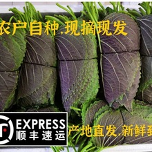 紫苏叶子新鲜东北苏子叶烤肉包饭鲜苏食用绿色农家蔬菜当季蘸酱菜