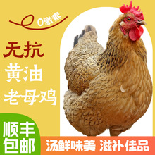黄油老母鸡新鲜土鸡源头工厂现杀农家散养走地鸡大别山整鸡黄油鸡