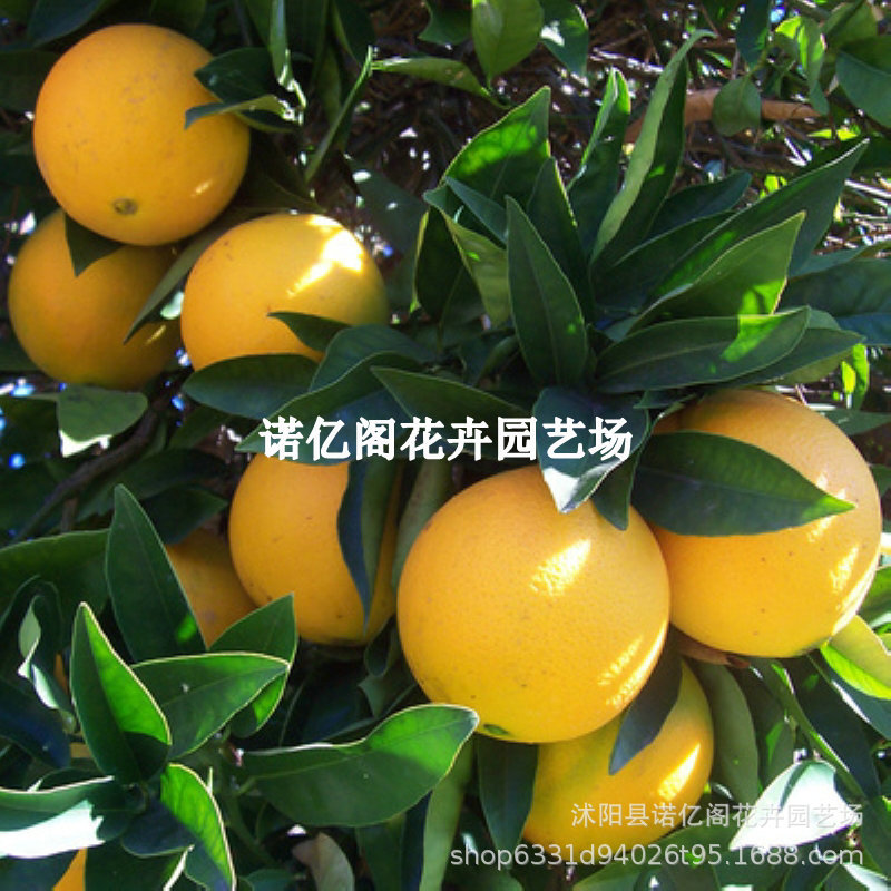 橙子树苗嫁接果树苗赣南脐橙南北方庭院种植桂花脐橙树苗四季结果