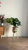 Big leaf turtle back height 60-70cm [including wooden flower stand]