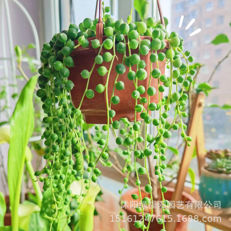 佛珠情人泪吊兰盆栽 观花绿色方便园艺 多肉植物组合盆栽装饰摆件
