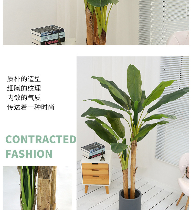 芭蕉树详情_05.jpg