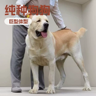 批发定制巨型中亚牧羊犬护卫犬纯种狗狗幼崽狩猎犬宠物活体猎狼犬