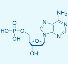 Ó,dAMP Cas̖653-63-4 2'-Ó-5'-