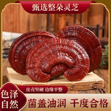 中药材特级赤灵芝西藏野生赤芝石灵芝丹芝红芝血灵芝紫灵芝草林芝