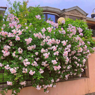 �ۈF�Nޱ������Ʒ�N�໨�o���Nޱ��ɫȺ�_���ٻ���ֲ������������