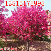 ߗUĘĘ䴹zĻͥԺ@־GLֲ