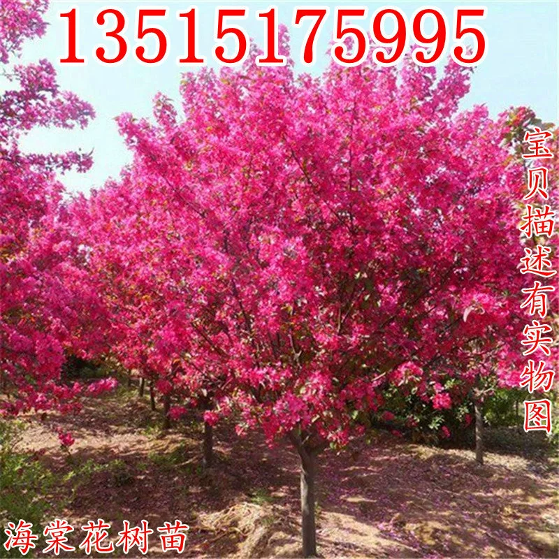 Саженец Бегонии с высоким стеблем в горшке Сифу Бегония дерево свисающее шелковое саженец цветок Бегонии ландшафтный дизайн двора Ландшафтные древесные растения