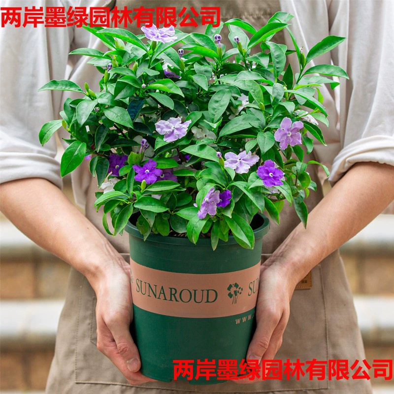 Двухцветный жасмин в горшке на открытом балконе цветет круглый год и легко выращивает растения с цветочным ароматом, старый коврик, большие цветы в горшках.