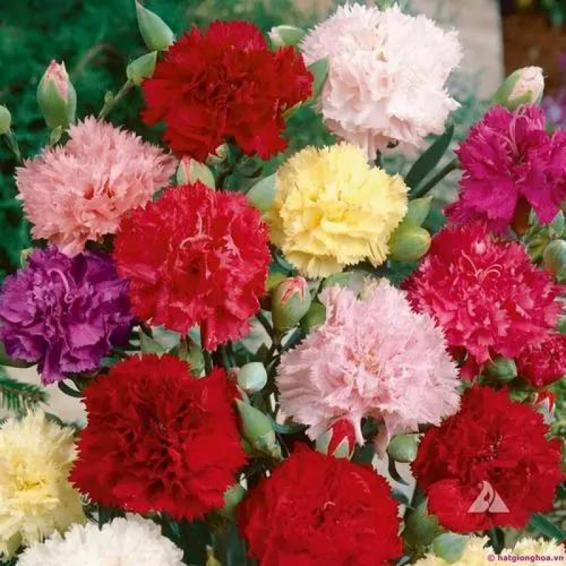 Semillas de flores, semillas de flores.