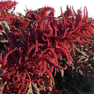 β���{���׷N�@�־G�����ܷN���Ϙ������˹Ȉ@�ֻ���ֲ�ﻨ�ݷN��