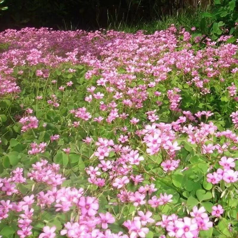 Оптовые семена кормовых культур: красный клевер с фиолетовыми цветами, семена для газонов на все сезоны, семена для зеленения, трава для посадки в парках.