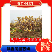 一件代发庭院植物结香苗结香花苗结香大小苗金腰袋打结花梦冬花浓
