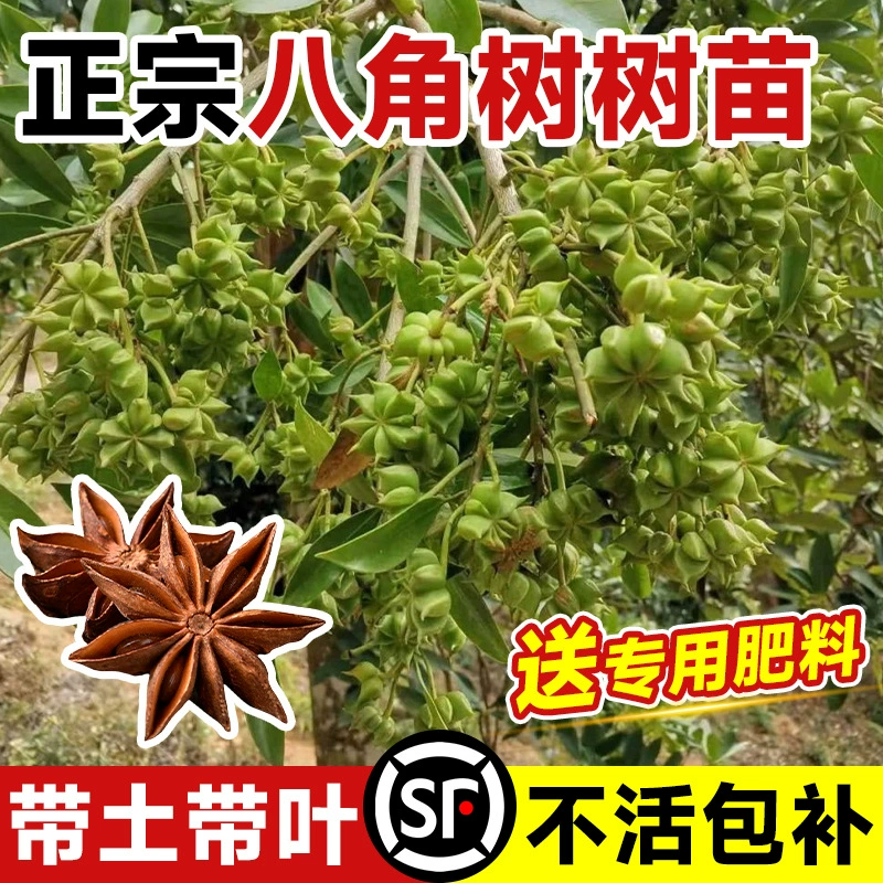 Саженцы звездчатого аниса в горшках из Гуанси, крупные красные римские привитые саженцы, съедобный анис для посадки на юге и севере, растения сельдерея.