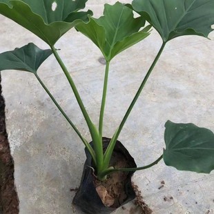 �������l���� ˮ��ֲ�ﴺ��������� ����С��r�� �������