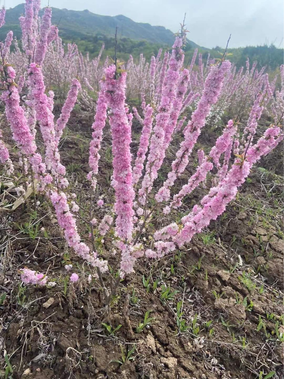 珍珠李干支 水培珍珠李 水培鲜枝珍珠李 白花麦李 规格齐全-阿里巴巴
