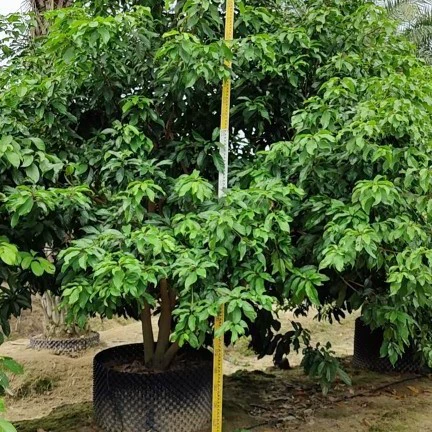 2110 для рассады, искусственных пингпо высотой 3-5 метров