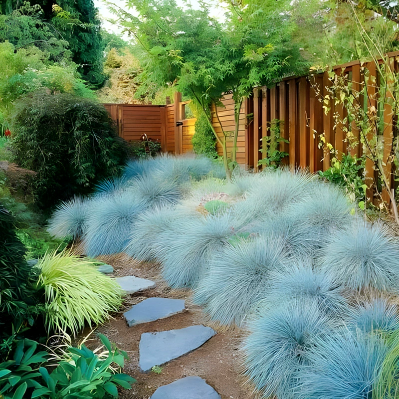 Саженцы голубого фестука в горшках, декоративные травы, цветочные зеркала, дворовые растения, красочные листья, термостойкие и морозостойкие, простые в уходе.