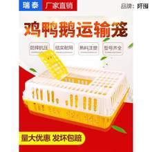 源头工厂运输鸡笼加厚成鸡周转箱特大周转筐鸭鹅鸽子笼家用鸡筐塑