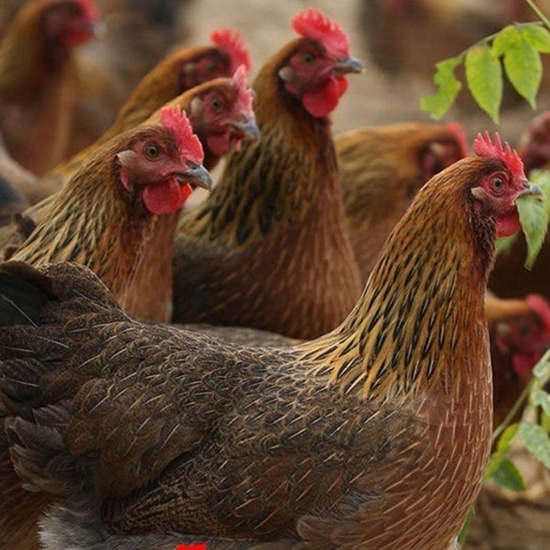 高产蛋麻羽绿壳蛋鸡脱温鸡苗麻羽绿壳蛋鸡活体幼苗青脚麻羽鸡苗