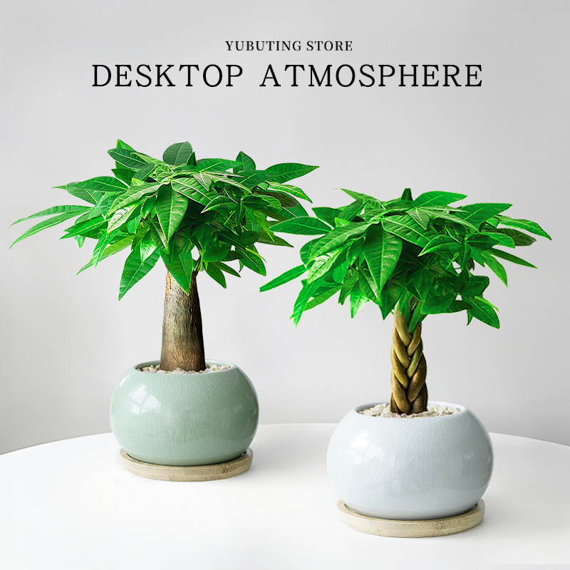 Money Tree Potted Plant Desktop Greenery Fortune-Enhancing Ornament Office Bonsai Indoor Living Room Easy-Care All-Season Plant