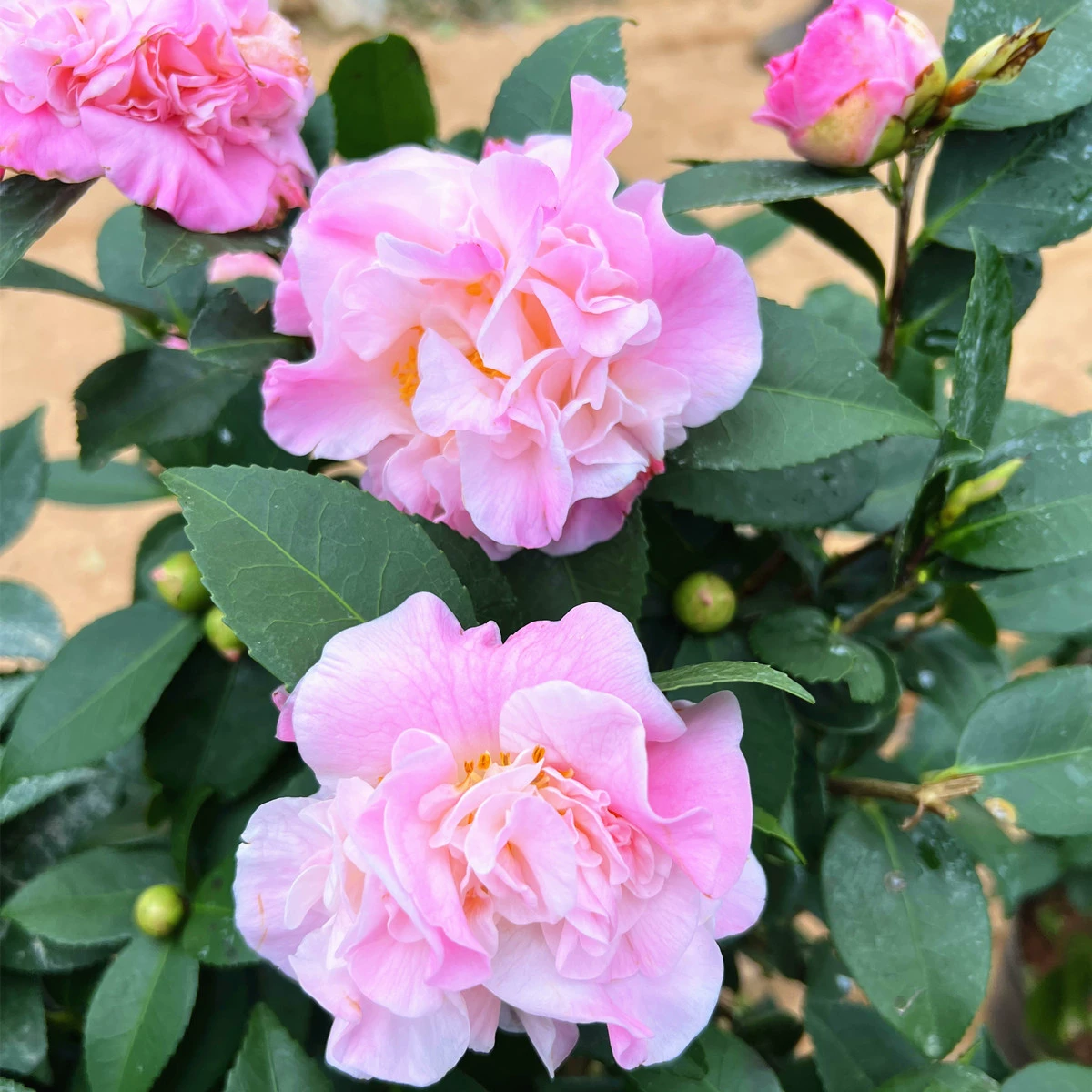 Саженцы цветов камелии пяти цветов, саженцы камелии для посадки в саду, морозостойкие декоративные деревья, горшечные растения с сильным ароматом.