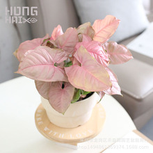 ��ɫ���˺Ϲ���ۺ����҃ȾGֲ������������͟�������l�ۼt����