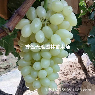 ϡ�����ј����½����R�̰�ţ���������ͺ������ϱ����Nֲ����Y��