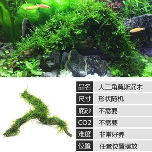 Fish Tank Lazy Aquatic Plant Freshwater Stem Grass Tank Landscaping Aquarium Middle Background Sunken Wood Aquatic Plant Package