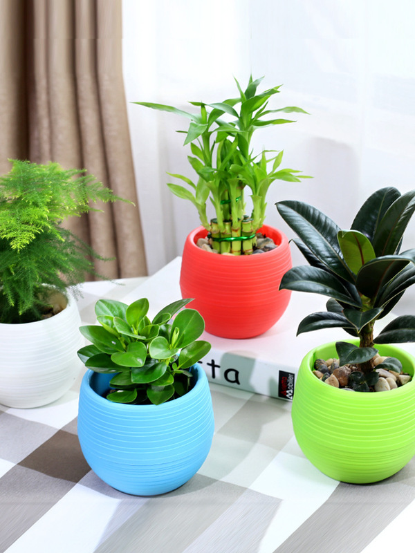 Money Tree, Gardenia, Asparagus, Pothos, Aloe Vera, Office Air Purification, Green Plants, Desktop Flowers, Hydroponic Plants