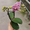 Base direct supply of orchid Phalaenopsis pots, flowers, flowers, flowers, flowers, four seasons flowers, flower resistance transportation