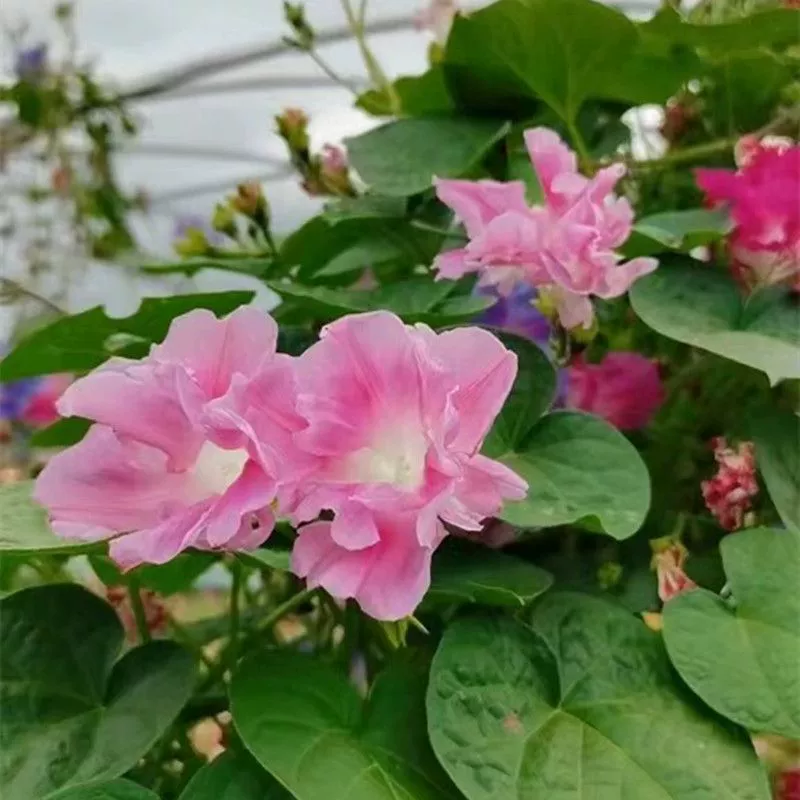 Семена лазающих семян «Утренняя слава» с двойными лепестками для легкого выращивания, подходят для посадки в садах и на балконах круглый год, семена ленивых лазающих цветов.