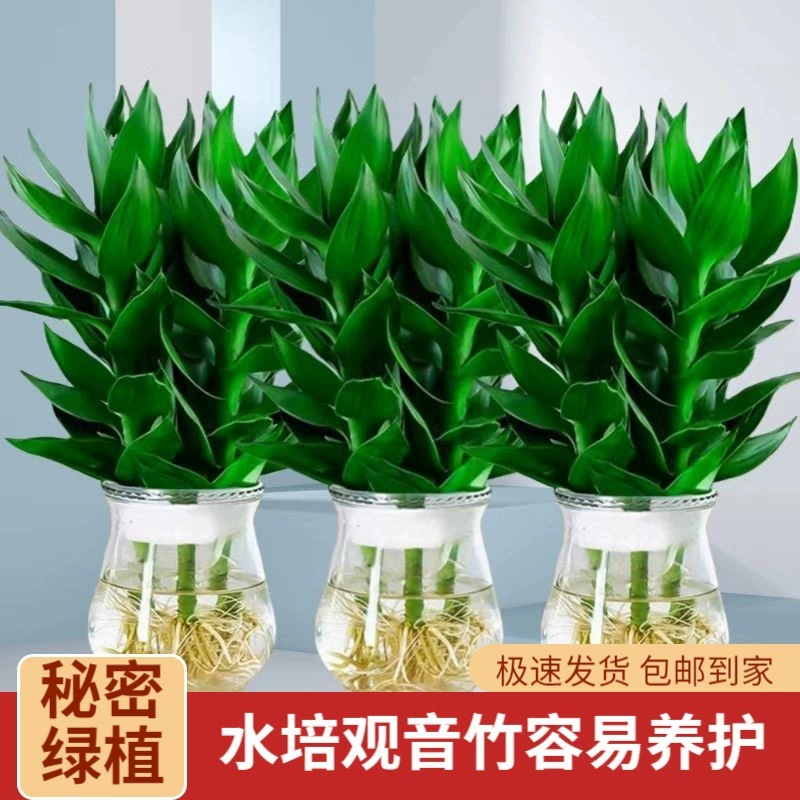 Гидропонный бамбук Гуаньинь, богатый бамбук, гостиная, офис в помещении, зеленые растения в горшках, легко поддерживать в любое время года, удаляет формальдегид и очищает воздух.
